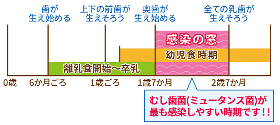 感染の窓