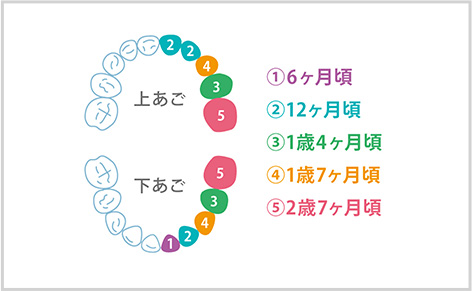 歯医者へ通い始めるタイミング